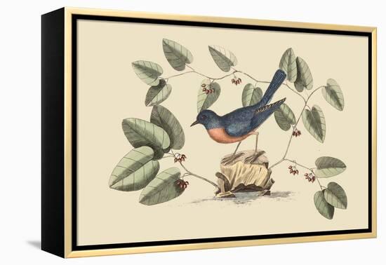 Blue Bird-Mark Catesby-Framed Stretched Canvas