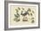 Blue Bird-Mark Catesby-Framed Premium Giclee Print