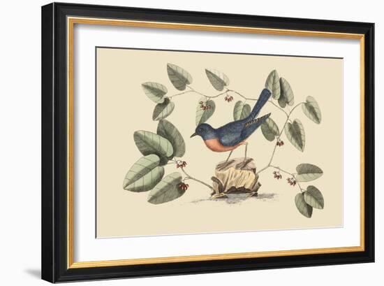 Blue Bird-Mark Catesby-Framed Premium Giclee Print