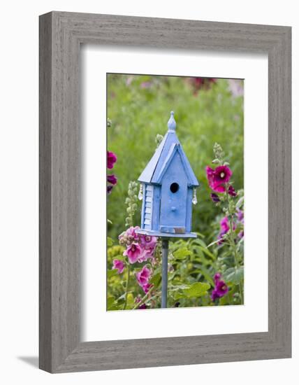 Blue Birdhouse Near Hollyhocks. Marion, Illinois, Usa-Richard ans Susan Day-Framed Photographic Print