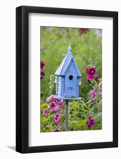 Blue Birdhouse Near Hollyhocks. Marion, Illinois, Usa-Richard ans Susan Day-Framed Photographic Print