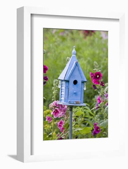 Blue Birdhouse Near Hollyhocks. Marion, Illinois, Usa-Richard ans Susan Day-Framed Photographic Print