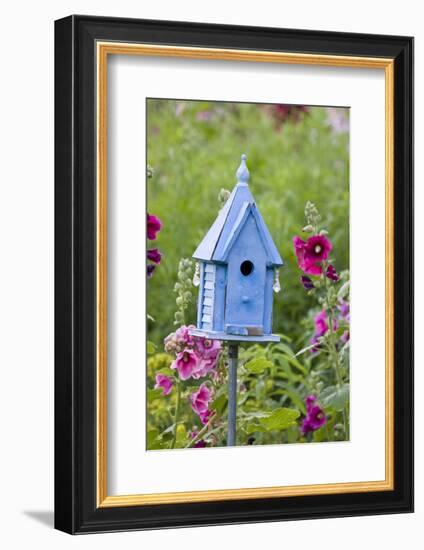 Blue Birdhouse Near Hollyhocks. Marion, Illinois, Usa-Richard ans Susan Day-Framed Photographic Print