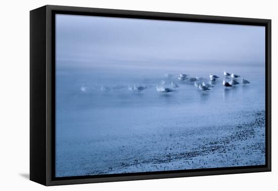 Blue birds-Valda Bailey-Framed Premier Image Canvas