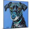 Blue Black Hound-Carolee Vitaletti-Mounted Art Print