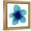 Blue Bloom II-Hannah Carlson-Framed Stretched Canvas