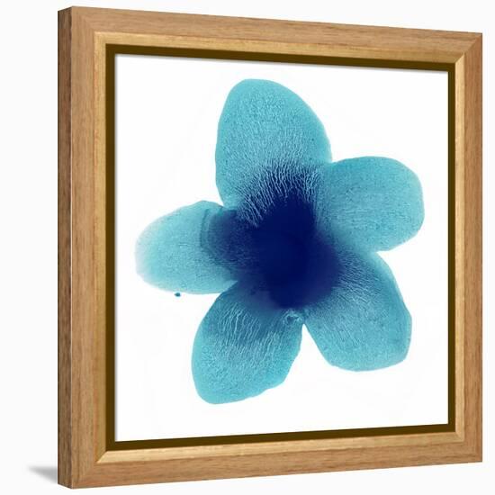 Blue Bloom II-Hannah Carlson-Framed Stretched Canvas