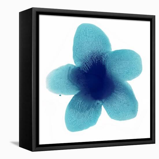 Blue Bloom II-Hannah Carlson-Framed Stretched Canvas