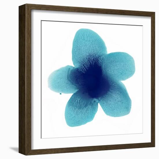 Blue Bloom II-Hannah Carlson-Framed Art Print