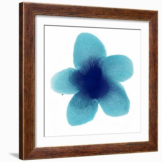 Blue Bloom II-Hannah Carlson-Framed Art Print