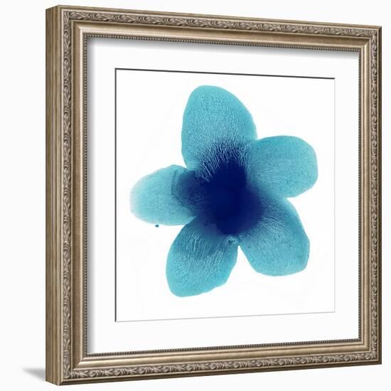 Blue Bloom II-Hannah Carlson-Framed Art Print