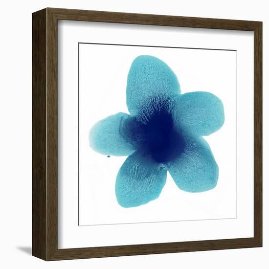 Blue Bloom II-Hannah Carlson-Framed Art Print