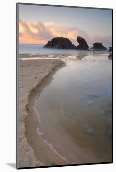 Blue Blubber Jelliyfish at Sunrise-lovleah-Mounted Photographic Print