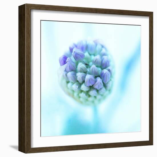 Blue Bombshell-Jacob Berghoef-Framed Photographic Print