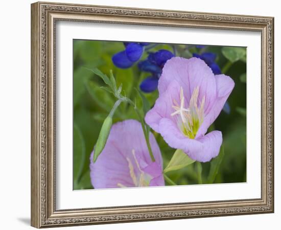 Blue Bonnet and Evening Primrose, Texas, USA-Darrell Gulin-Framed Photographic Print