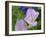 Blue Bonnet and Evening Primrose, Texas, USA-Darrell Gulin-Framed Photographic Print