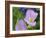 Blue Bonnet and Evening Primrose, Texas, USA-Darrell Gulin-Framed Photographic Print