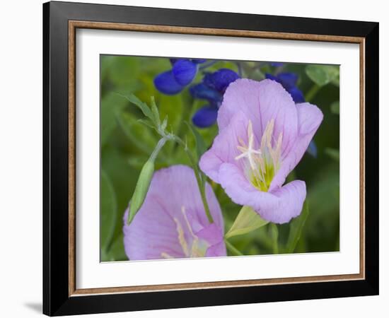 Blue Bonnet and Evening Primrose, Texas, USA-Darrell Gulin-Framed Photographic Print