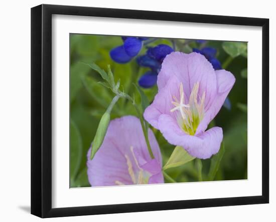 Blue Bonnet and Evening Primrose, Texas, USA-Darrell Gulin-Framed Photographic Print