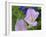 Blue Bonnet and Evening Primrose, Texas, USA-Darrell Gulin-Framed Photographic Print