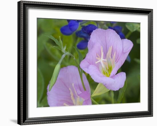 Blue Bonnet and Evening Primrose, Texas, USA-Darrell Gulin-Framed Photographic Print