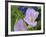 Blue Bonnet and Evening Primrose, Texas, USA-Darrell Gulin-Framed Photographic Print