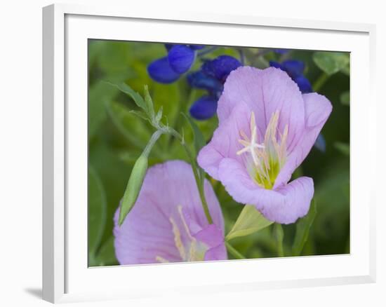 Blue Bonnet and Evening Primrose, Texas, USA-Darrell Gulin-Framed Photographic Print