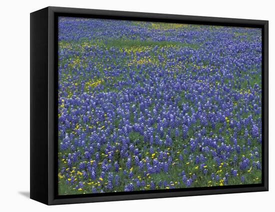 Blue Bonnets and Arnica, North of Marble Falls, Texas, USA-Darrell Gulin-Framed Premier Image Canvas