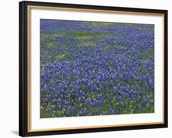 Blue Bonnets and Arnica, North of Marble Falls, Texas, USA-Darrell Gulin-Framed Photographic Print