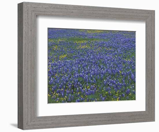 Blue Bonnets and Arnica, North of Marble Falls, Texas, USA-Darrell Gulin-Framed Photographic Print