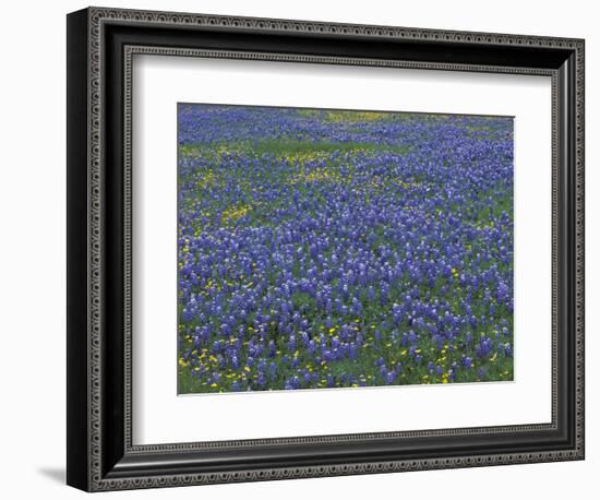 Blue Bonnets and Arnica, North of Marble Falls, Texas, USA-Darrell Gulin-Framed Photographic Print