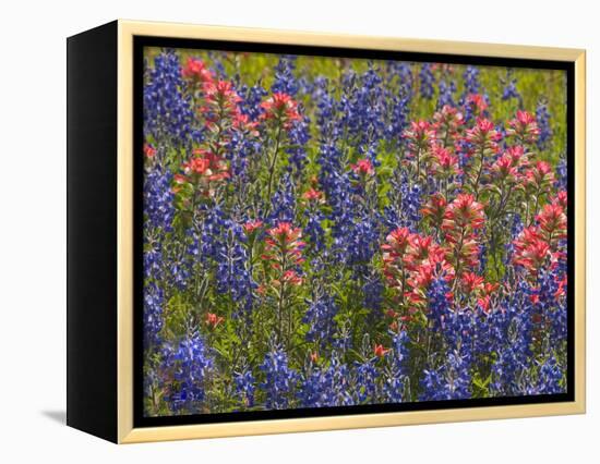 Blue Bonnets and Indian Paint Brush, Texas Hill Country, Texas, USA-Darrell Gulin-Framed Premier Image Canvas