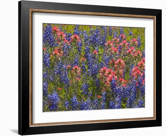 Blue Bonnets and Indian Paint Brush, Texas Hill Country, Texas, USA-Darrell Gulin-Framed Photographic Print