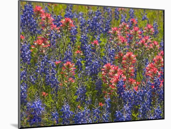 Blue Bonnets and Indian Paint Brush, Texas Hill Country, Texas, USA-Darrell Gulin-Mounted Photographic Print