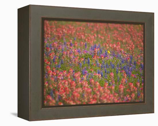 Blue Bonnets and Indian Paint Brush, Texas Hill Country, Texas, USA-Darrell Gulin-Framed Premier Image Canvas