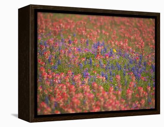 Blue Bonnets and Indian Paint Brush, Texas Hill Country, Texas, USA-Darrell Gulin-Framed Premier Image Canvas