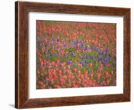 Blue Bonnets and Indian Paint Brush, Texas Hill Country, Texas, USA-Darrell Gulin-Framed Photographic Print
