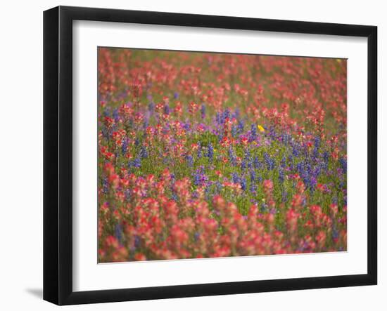 Blue Bonnets and Indian Paint Brush, Texas Hill Country, Texas, USA-Darrell Gulin-Framed Photographic Print