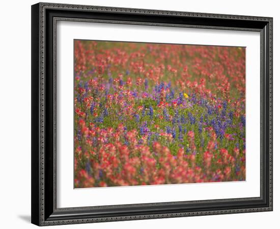 Blue Bonnets and Indian Paint Brush, Texas Hill Country, Texas, USA-Darrell Gulin-Framed Photographic Print