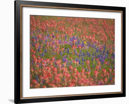 Blue Bonnets and Indian Paint Brush, Texas Hill Country, Texas, USA-Darrell Gulin-Framed Photographic Print