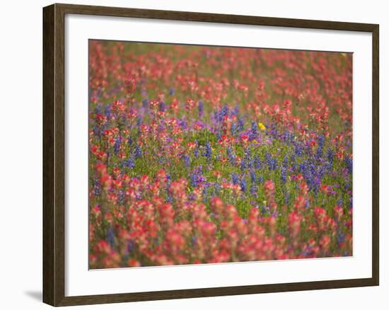 Blue Bonnets and Indian Paint Brush, Texas Hill Country, Texas, USA-Darrell Gulin-Framed Photographic Print