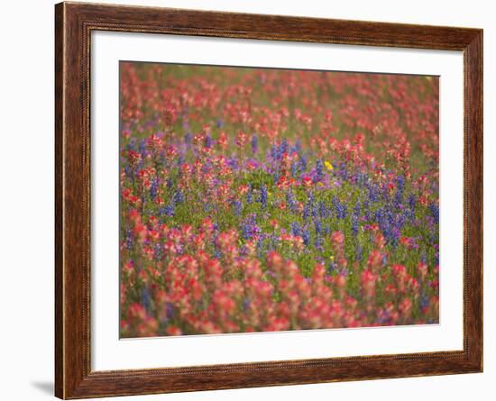 Blue Bonnets and Indian Paint Brush, Texas Hill Country, Texas, USA-Darrell Gulin-Framed Photographic Print