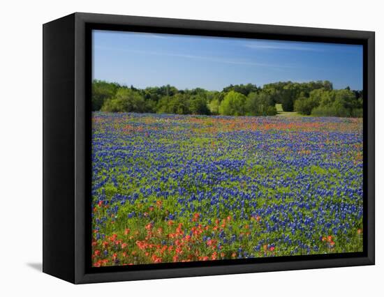 Blue Bonnets and Indian Paintbrush with Oak Trees in Distance, Near Independence, Texas, USA-Darrell Gulin-Framed Premier Image Canvas