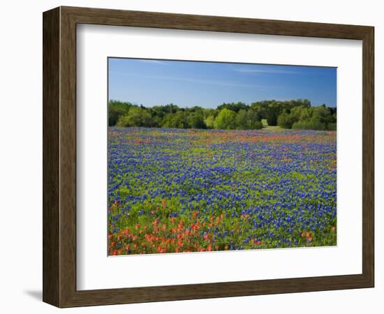 Blue Bonnets and Indian Paintbrush with Oak Trees in Distance, Near Independence, Texas, USA-Darrell Gulin-Framed Photographic Print