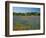 Blue Bonnets and Indian Paintbrush with Oak Trees in Distance, Near Independence, Texas, USA-Darrell Gulin-Framed Photographic Print