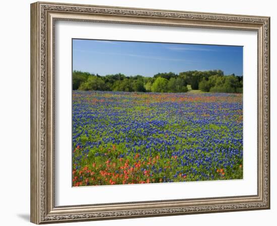 Blue Bonnets and Indian Paintbrush with Oak Trees in Distance, Near Independence, Texas, USA-Darrell Gulin-Framed Photographic Print