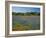 Blue Bonnets and Indian Paintbrush with Oak Trees in Distance, Near Independence, Texas, USA-Darrell Gulin-Framed Photographic Print