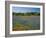 Blue Bonnets and Indian Paintbrush with Oak Trees in Distance, Near Independence, Texas, USA-Darrell Gulin-Framed Photographic Print