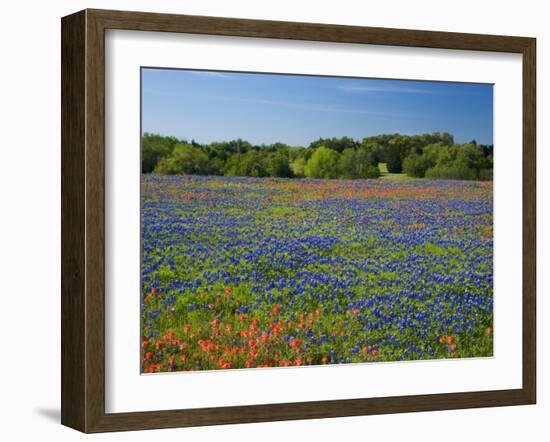 Blue Bonnets and Indian Paintbrush with Oak Trees in Distance, Near Independence, Texas, USA-Darrell Gulin-Framed Photographic Print