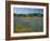 Blue Bonnets and Indian Paintbrush with Oak Trees in Distance, Near Independence, Texas, USA-Darrell Gulin-Framed Photographic Print